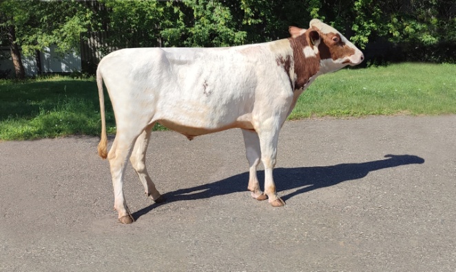 РУБИН 242207 ET